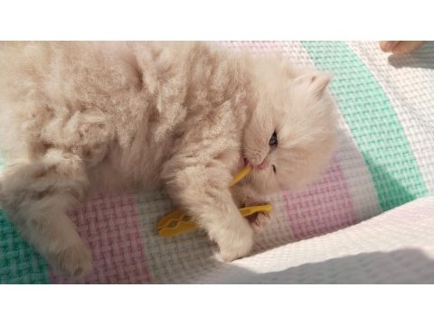 İran Chinchilla Karışımı