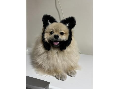 Enerjik Pofuduk Pomeranian Whatsapptan Yazınız