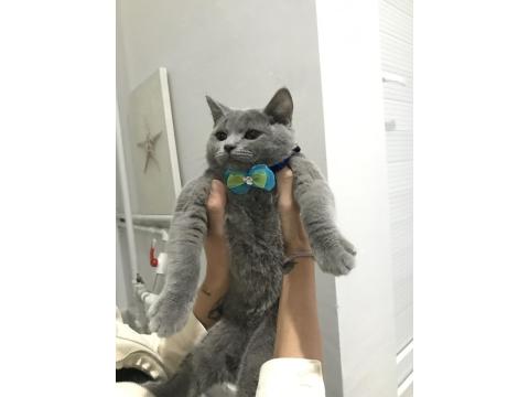 Kedimiz Duman’a Kalıcı Yuva Arıyoruz