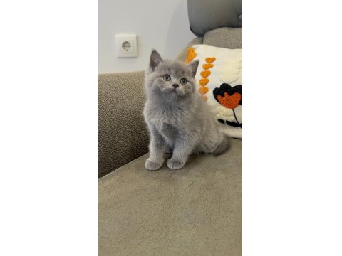 Efsane Güzellikte British Shorthair Bebekler