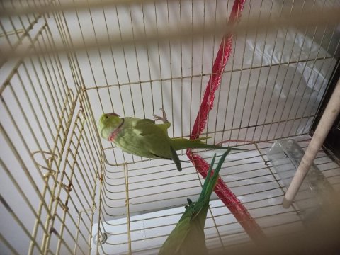 Erkek Pakistan Papağanları