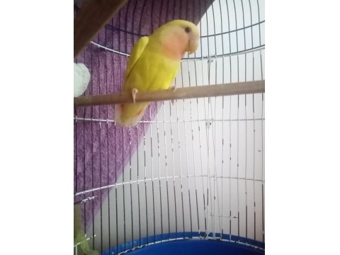 2 Tane Sevda Papağanı