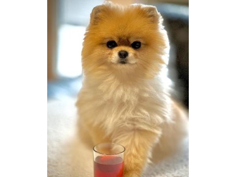 Ayı Surat Pomeranian Boo Yavruları