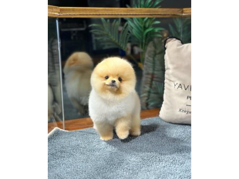Pomeranian Boo Yavrular Aynı Gün Gönderim - Kapıda Ödeme