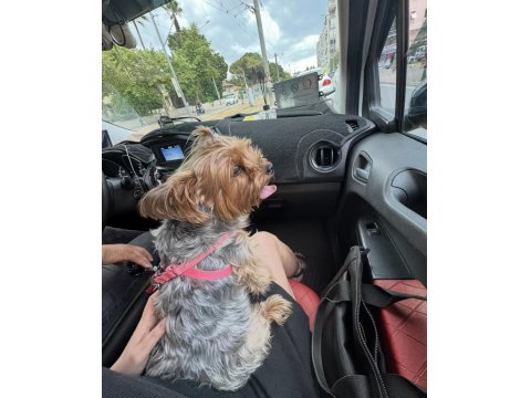 Yorkshire Terrier Köpeğime İyi Bakacak Aile Arıyorum