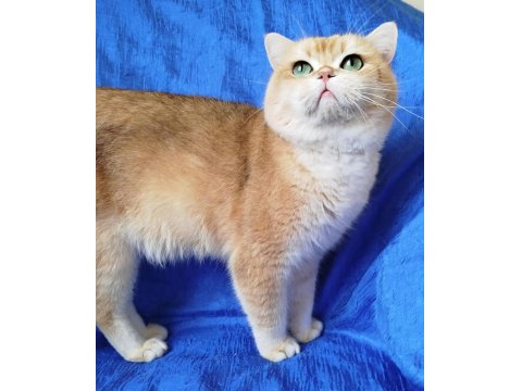 British Shorthair Erkek Ny12 Kısır Değil