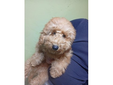 Poodle Köpeğimizi Sahiplendiriyoruz (Ücretsiz Değil)