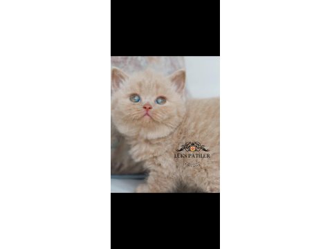 Mavişim Lilac British Shorthair