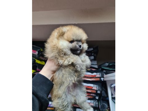 Üst Düzey Pomeranian Boo