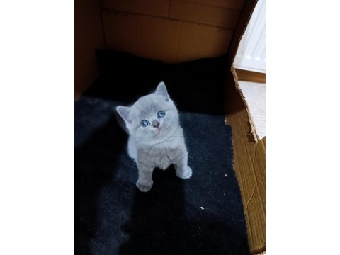 Sevimli British Shorthair Bebekler