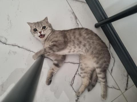 2 Yaşında Dişi Kedimiz Kısır Değil