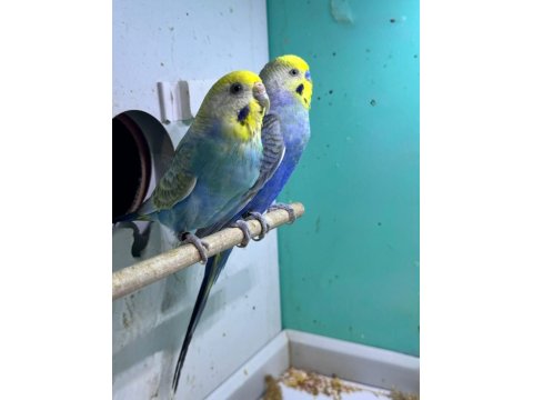 Rainbow Takım 2023 Bilezikli Muhabbet Kuşu