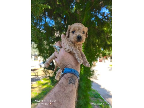 Sevimli Maltipoo Yavrularımız İçin Ulaşın