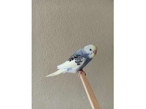 Yeni Yeme Düşmüş Uysal Renk Güzeli Yavru Muhabbet Kuşlar