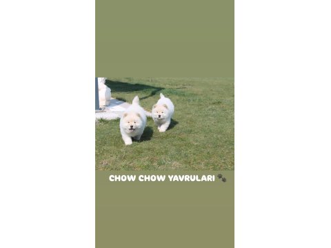 Ayı Surat Chow Chow Yavruları
