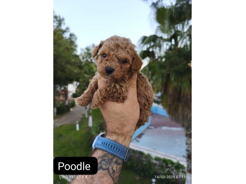 Sevimli Poodle Dişi Ve Erkek Yavrularımız
