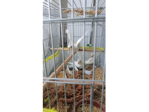 45 Günlük Sultan Papağanı Yavrular