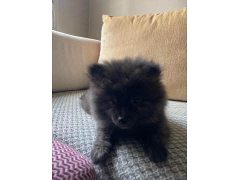 Erkek Ayıcık Pomeranian