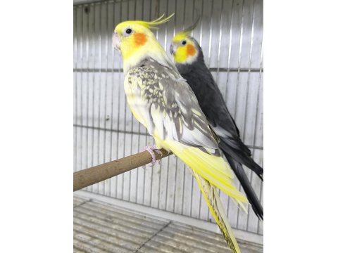 Hazır Takım Sultan Papağanlar