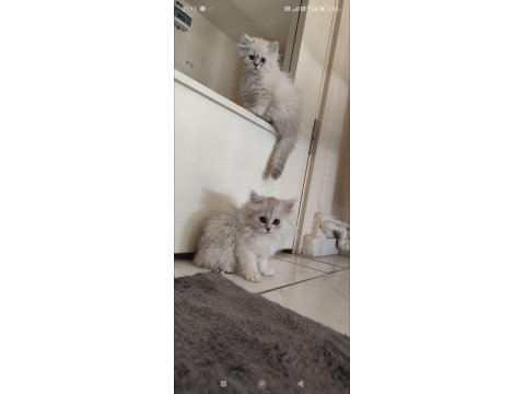 Full Şecereli British Malzemelerle Birlikte Erkek-Dişi