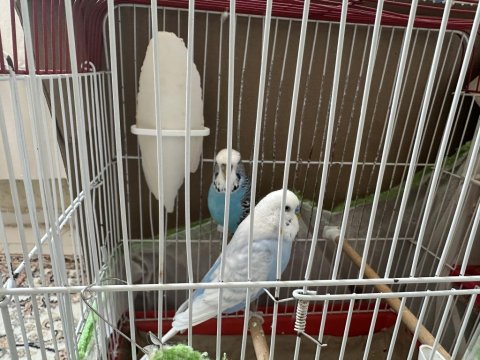 Hazır Jumbo Muhabbet Kuşları