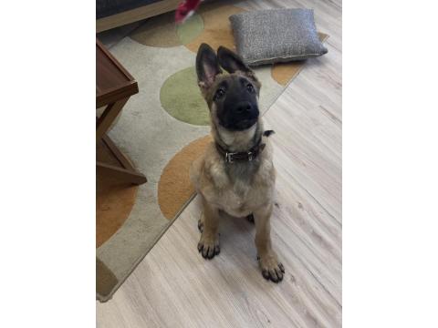 5 Aylık Safkan Yakışıklı Mı Yakışıklı Erkek Belçika Kurdu