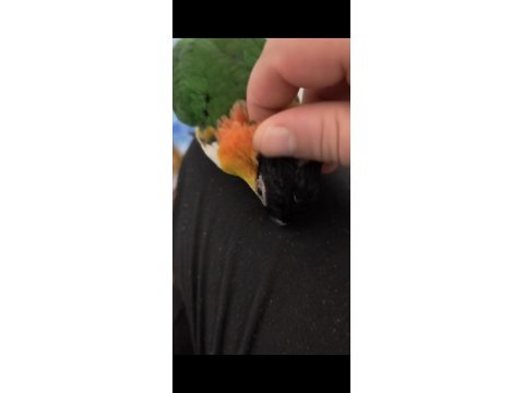 Full Evcil Caique Kayık Papağan