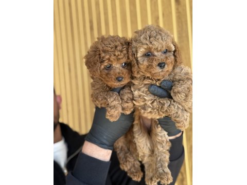 Toy Poodle Yavrularımız