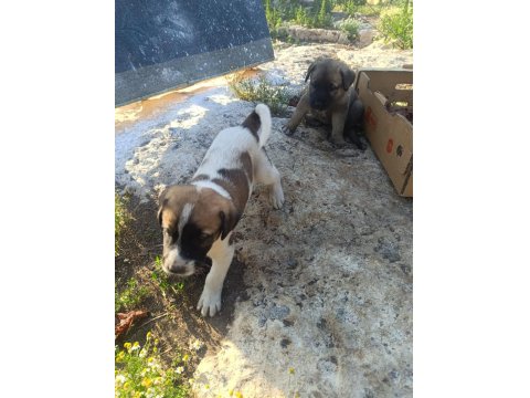 Üst Düzey Yavru Kangal Köpekleri