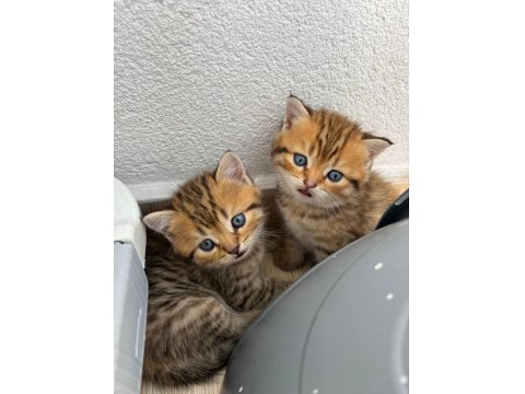 Sevimli Golden British Shorthair Yavrular