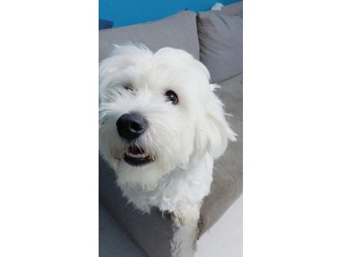 Ücretsiz 1.5 Yaşında Erkek Maltese