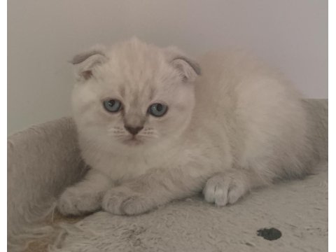 Güzeller Güzeli Yavru Kediler