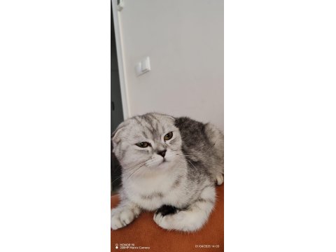Scottish Fold Dişi