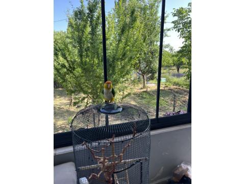 Ful Evcil 1.5 Yasında Caique Papağanı