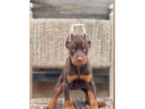 Kızıl Erkek Doberman Yavrumuz