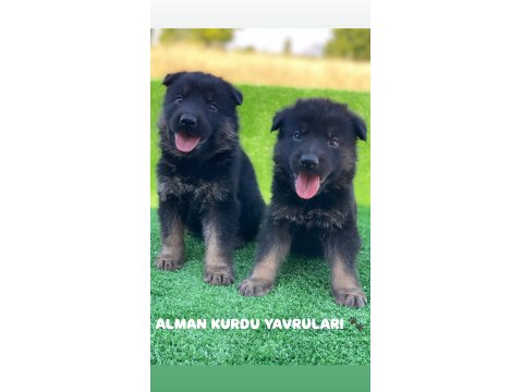 A Kalite Alman Kurdu Yavrularımız
