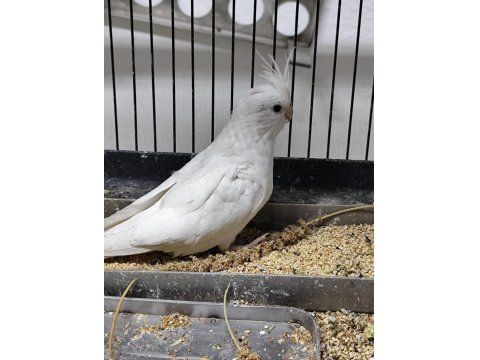 Yeni Yeme Düşmüş Sultan Papağanları