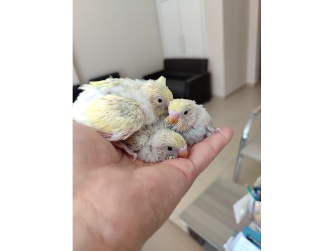 Ev Üretimi Yavru Muhabbet Kuşlar