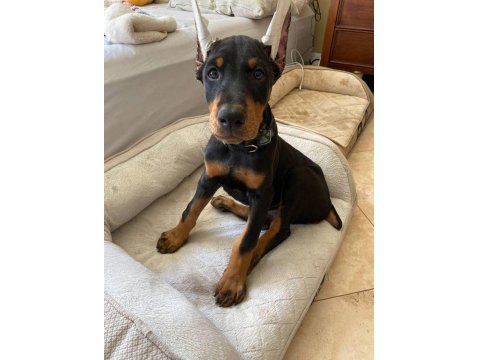 Sağlık Ve Irk Garantili Doberman Mermi