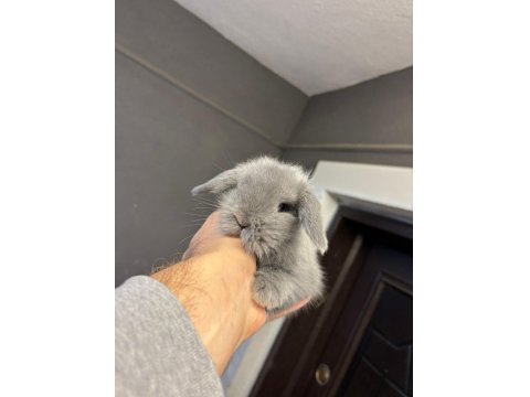 Hollanda Lop Cüce Ve Mini Lop Tavşanları