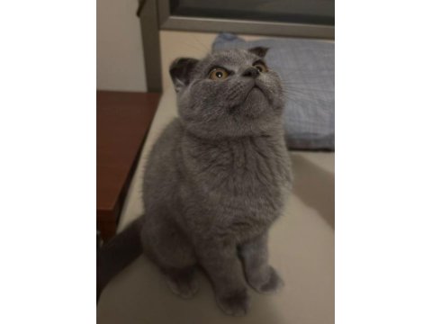 Scottish Fold Erkek 2 Aylık