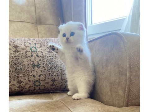 Scottish Fold Shorthair Silver Shaded Ns11 Bebeğimiz.