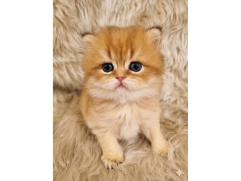 Organik British Portakallar