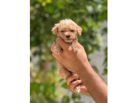 Sevimli Maltipoo Yavru Köpeklerimiz