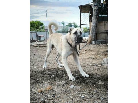 Orjinal Üst Düzey Kaliteli Kangal