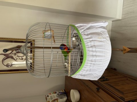 Geveze Lori Papağanımız