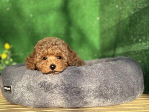 Toy Poodle Köpeği