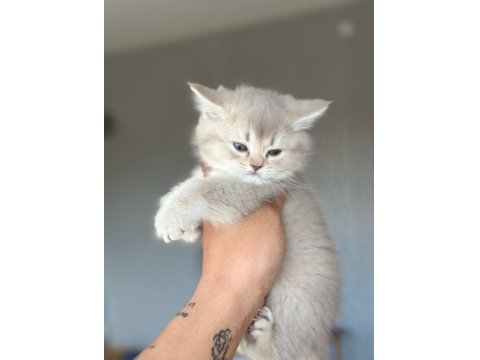 Yavrumuz Yeni Yuvasını Arıyor Ayı Surat British Yavrular