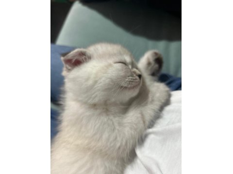 Scottish Fold Mavişimize Yuva Arıyoruz