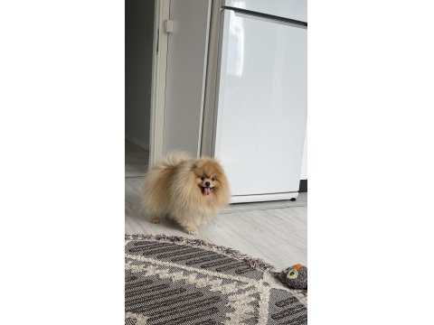 Pomeranian Boo Pasaport Ve Eğitimli Satılık